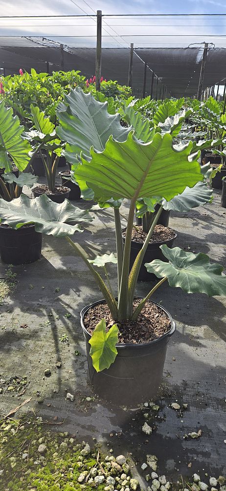 alocasia-portora-elephant-ear