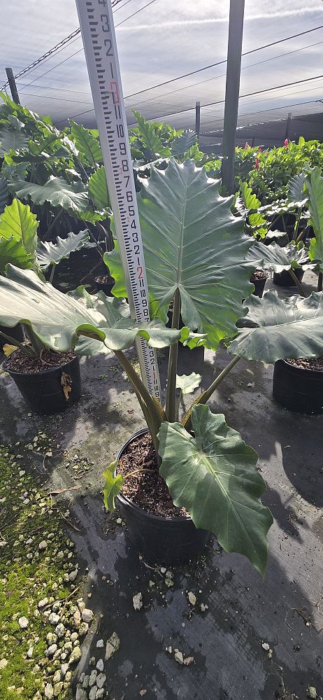 alocasia-portora-elephant-ear