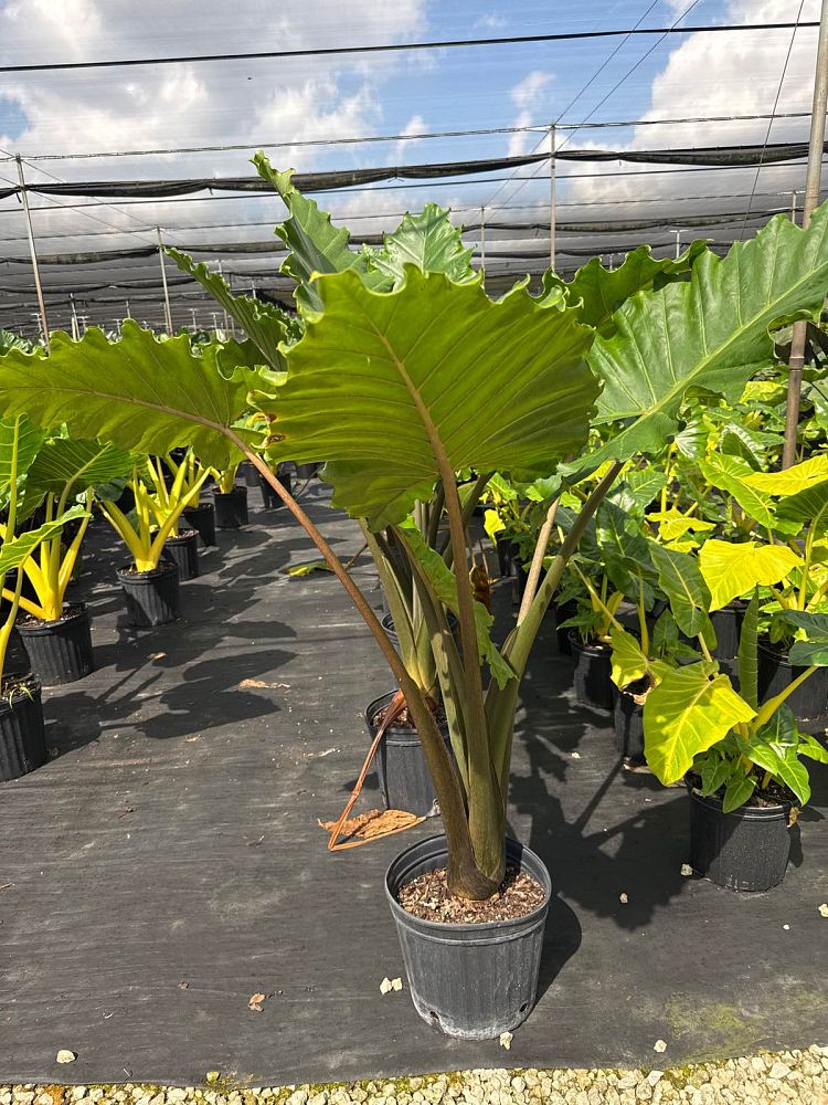 alocasia-portora-elephant-ear