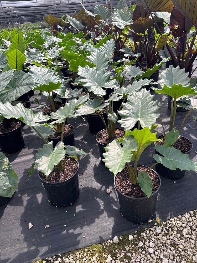 alocasia-portora-elephant-ear