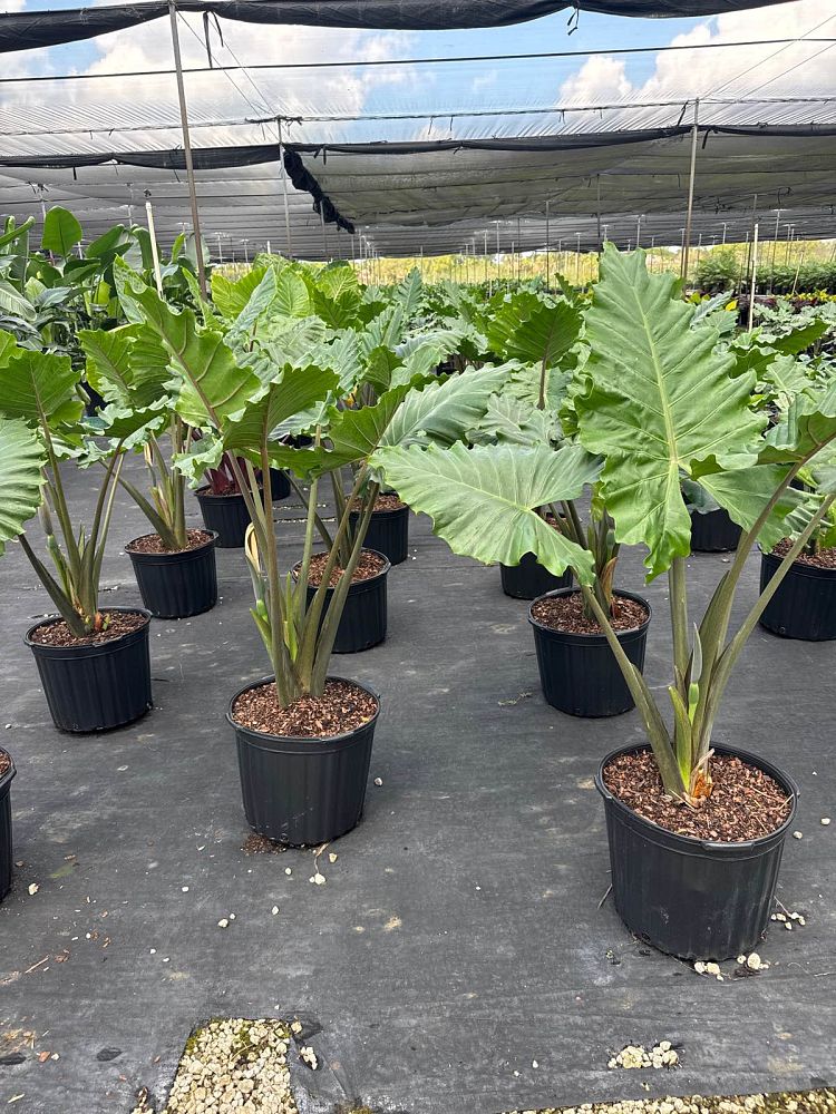 alocasia-portora-elephant-ear