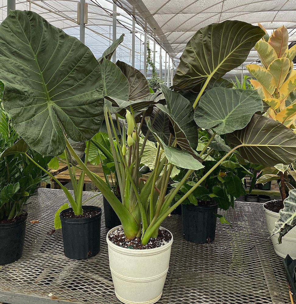 alocasia-regal-shields-elephant-ear