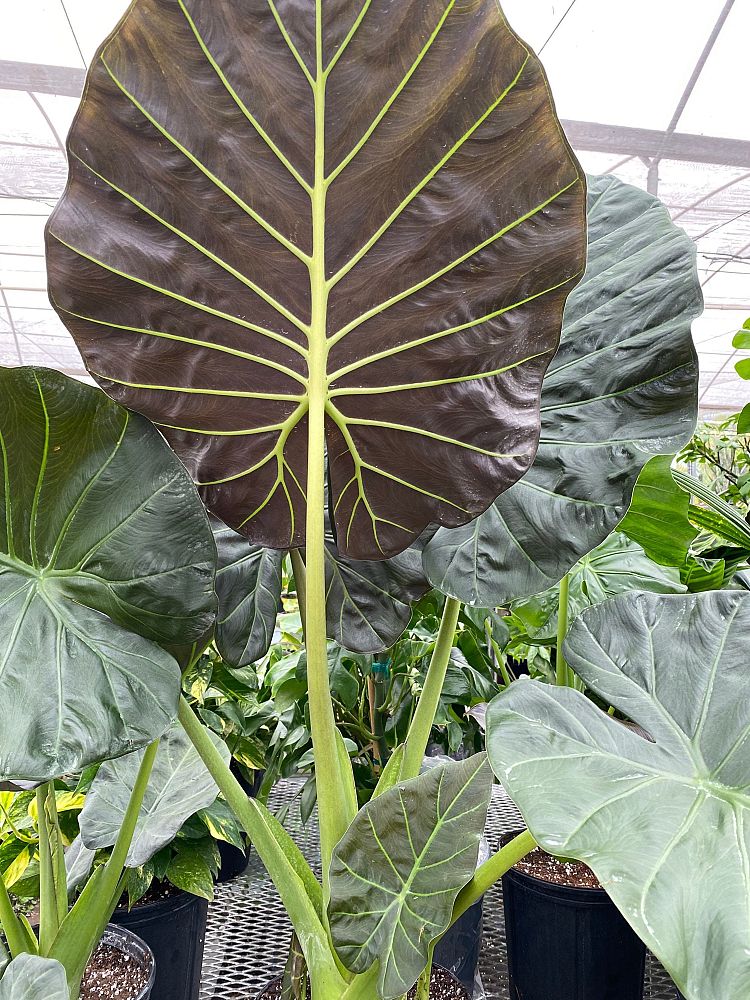 alocasia-regal-shields-elephant-ear