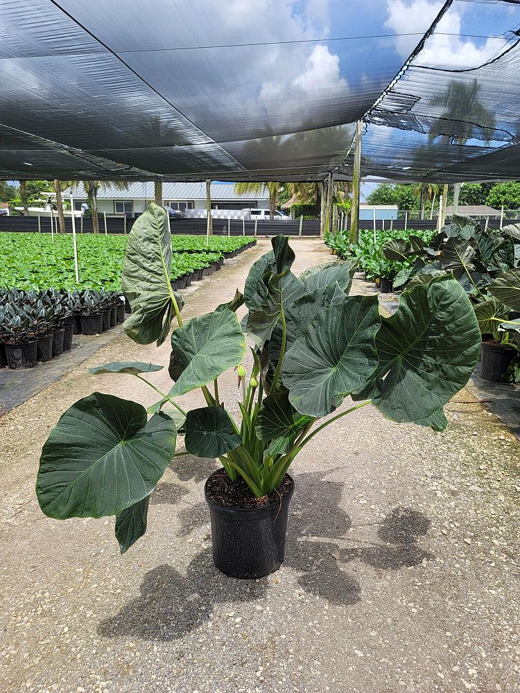 alocasia-regal-shields-elephant-ear