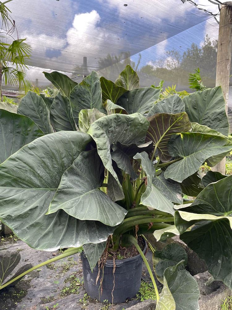 alocasia-regal-shields-elephant-ear