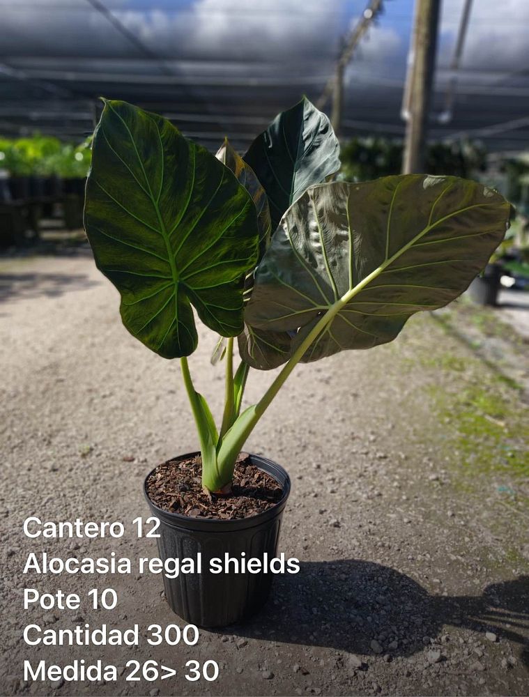 alocasia-regal-shields-elephant-ear