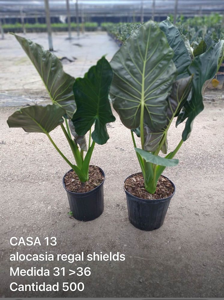 alocasia-regal-shields-elephant-ear