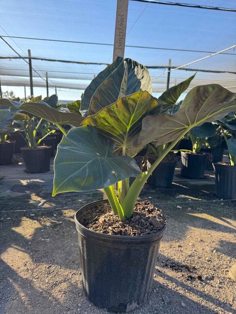 alocasia-regal-shields-elephant-ear