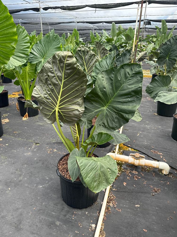 alocasia-regal-shields-elephant-ear