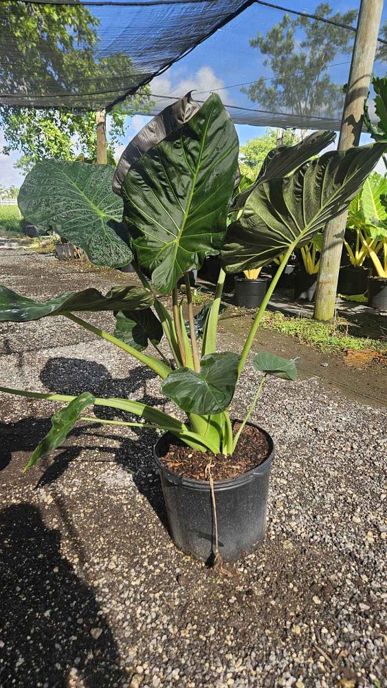 alocasia-regal-shields-elephant-ear