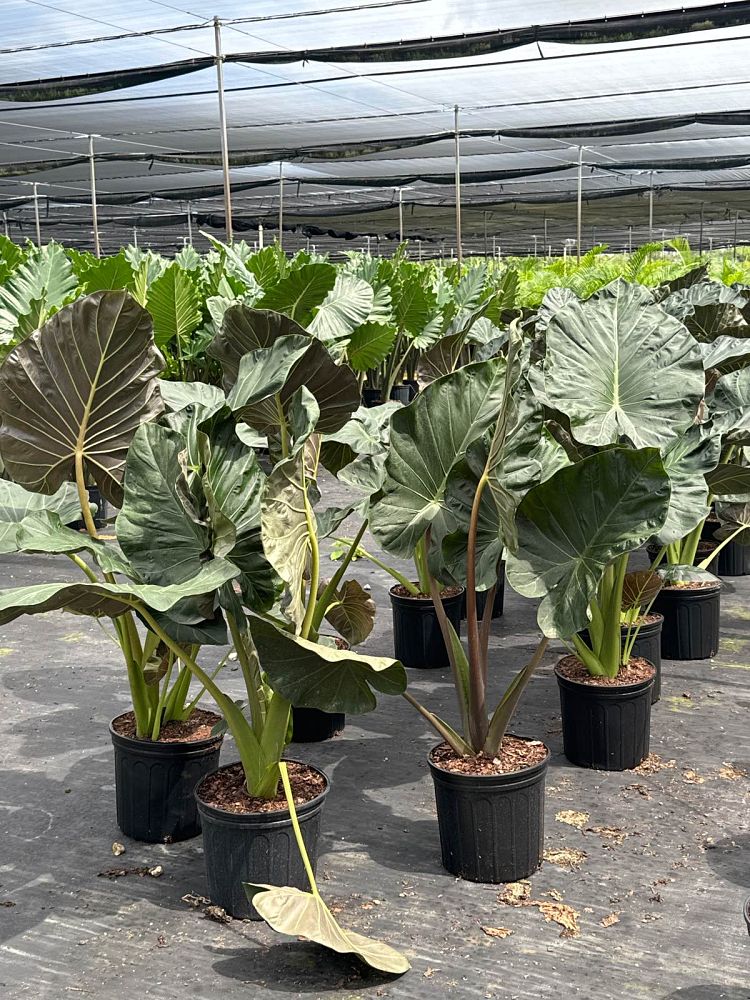 alocasia-regal-shields-elephant-ear