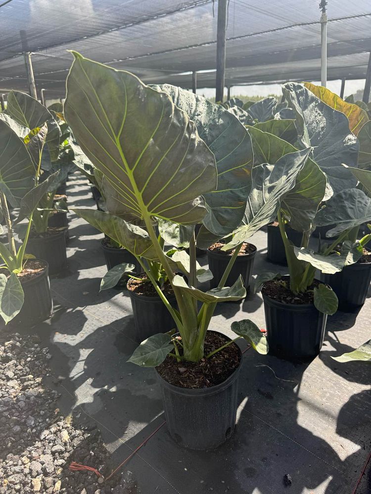 alocasia-regal-shields-elephant-ear