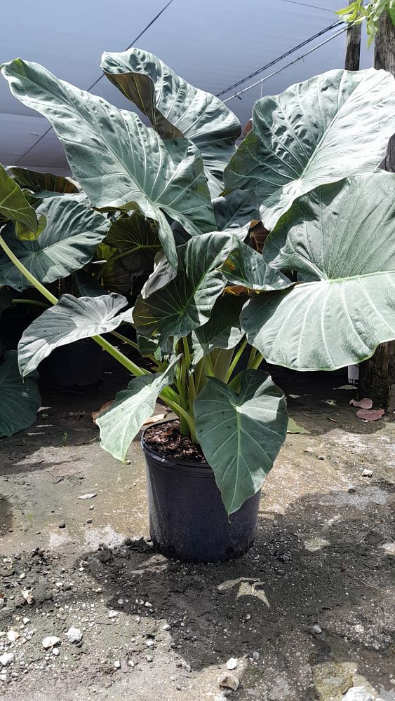 alocasia-regal-shields-elephant-ear