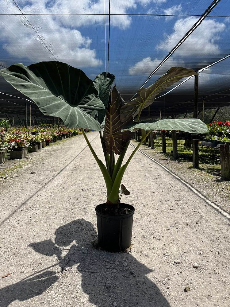 alocasia-regal-shields-elephant-ear