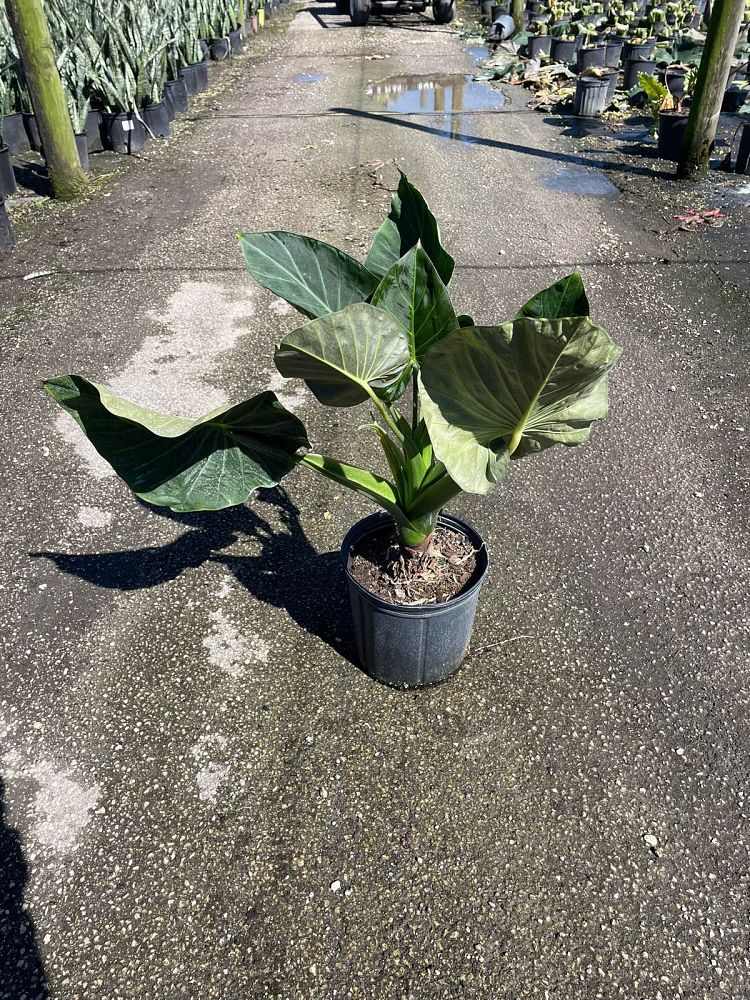 alocasia-regal-shields-elephant-ear