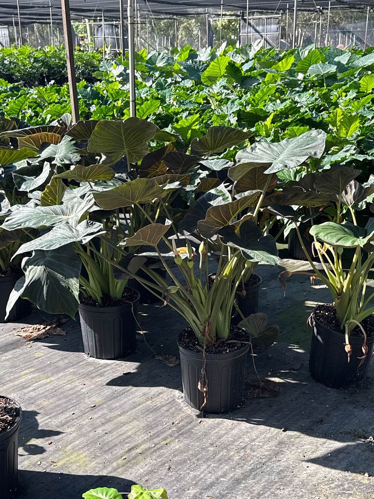 alocasia-regal-shields-elephant-ear