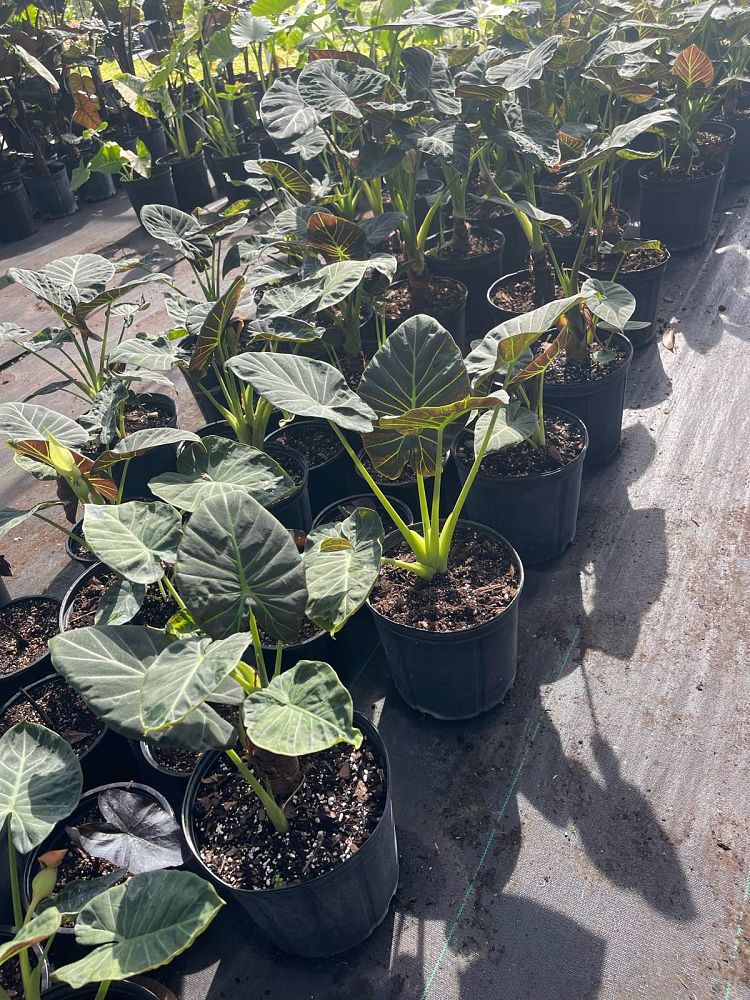 alocasia-regal-shields-elephant-ear