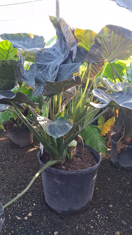 alocasia-regal-shields-elephant-ear