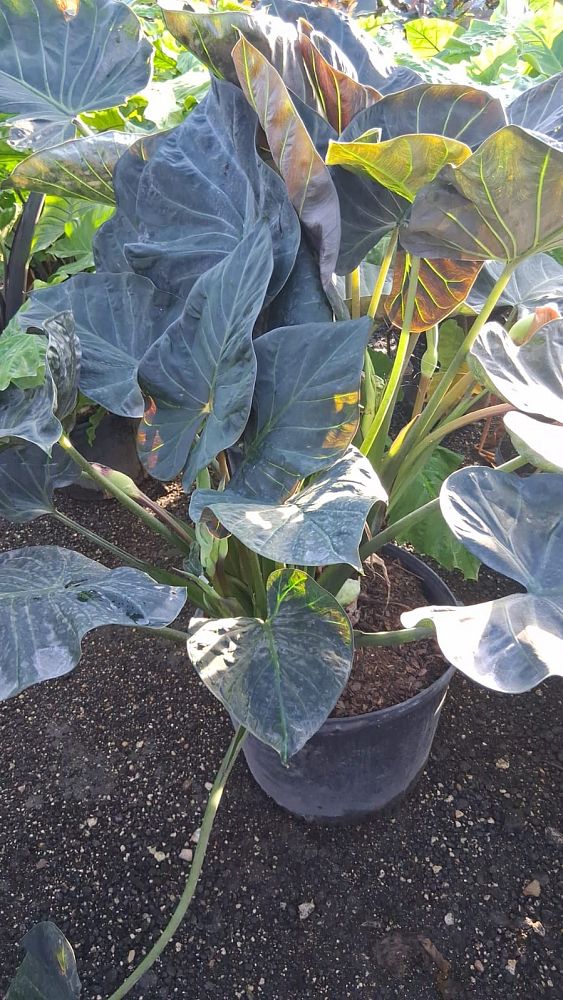 alocasia-regal-shields-elephant-ear