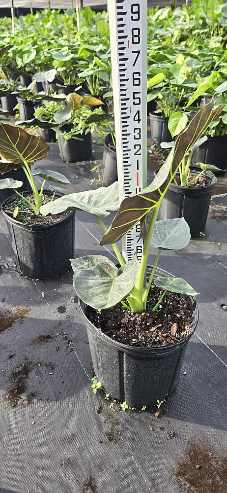 alocasia-regal-shields-elephant-ear