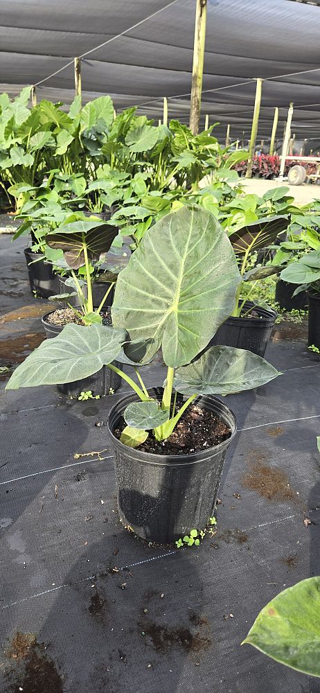 alocasia-regal-shields-elephant-ear