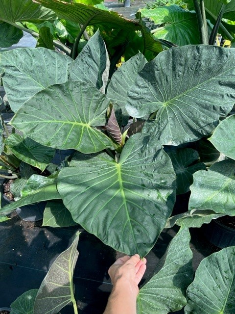 alocasia-regal-shields-elephant-ear