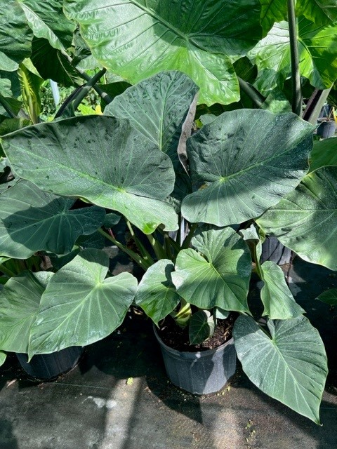 alocasia-regal-shields-elephant-ear