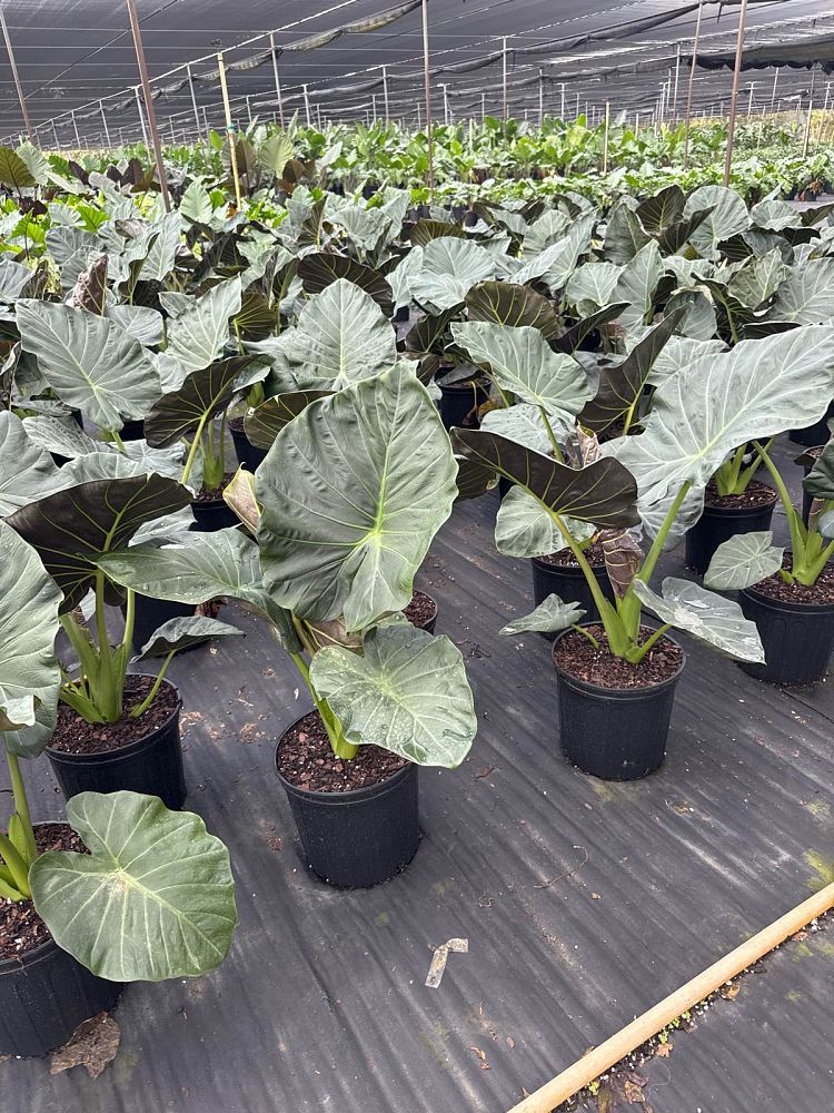 alocasia-regal-shields-elephant-ear