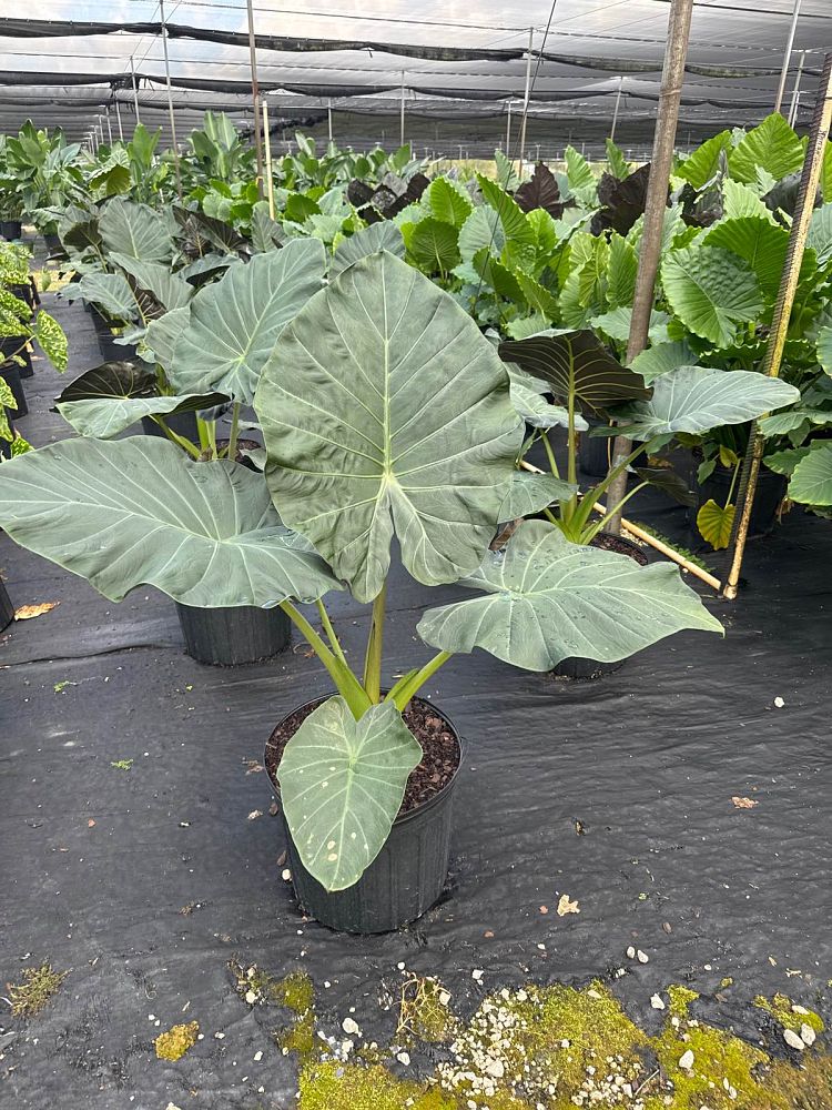 alocasia-regal-shields-elephant-ear