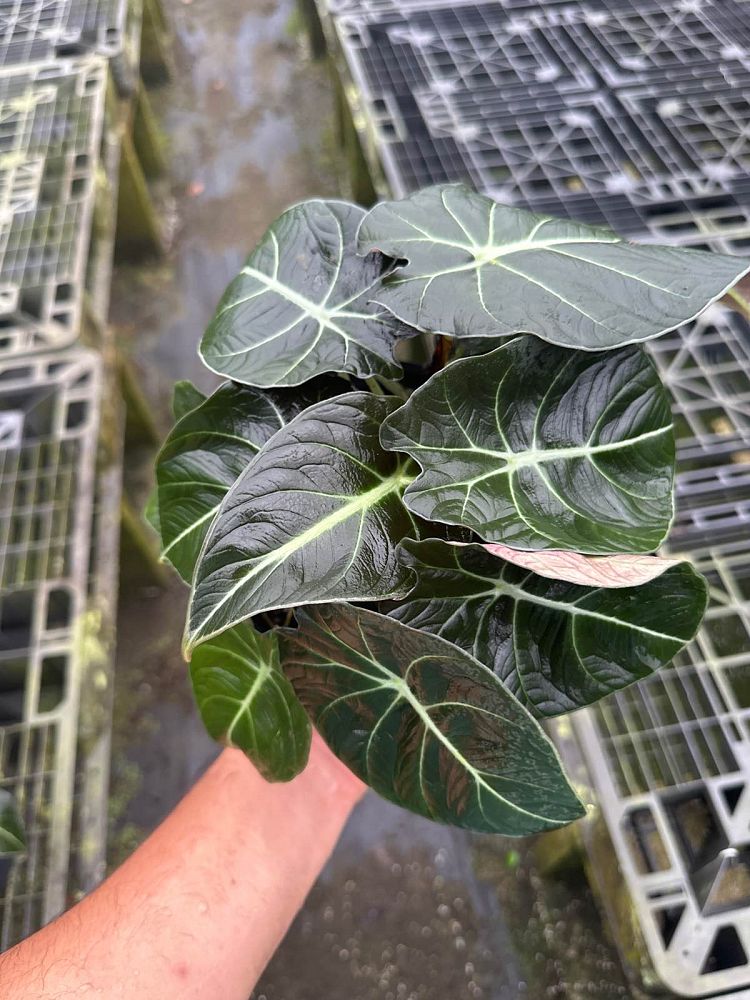 alocasia-reginula-black-velvet-taro-elephant-ear