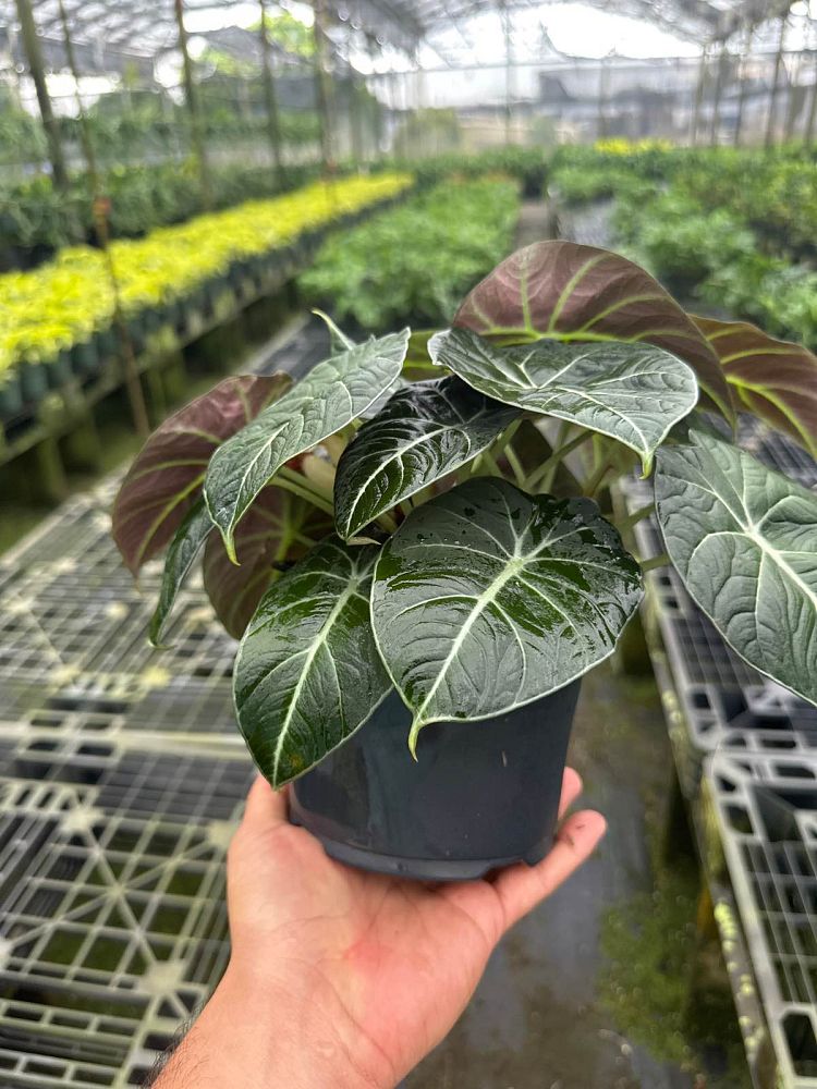 alocasia-reginula-black-velvet-taro-elephant-ear