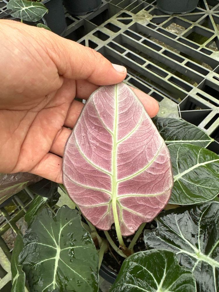 alocasia-reginula-black-velvet-taro-elephant-ear