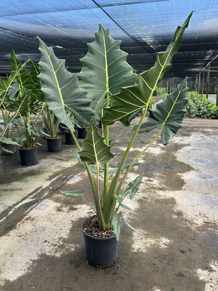 alocasia-sarian-elephant-ear