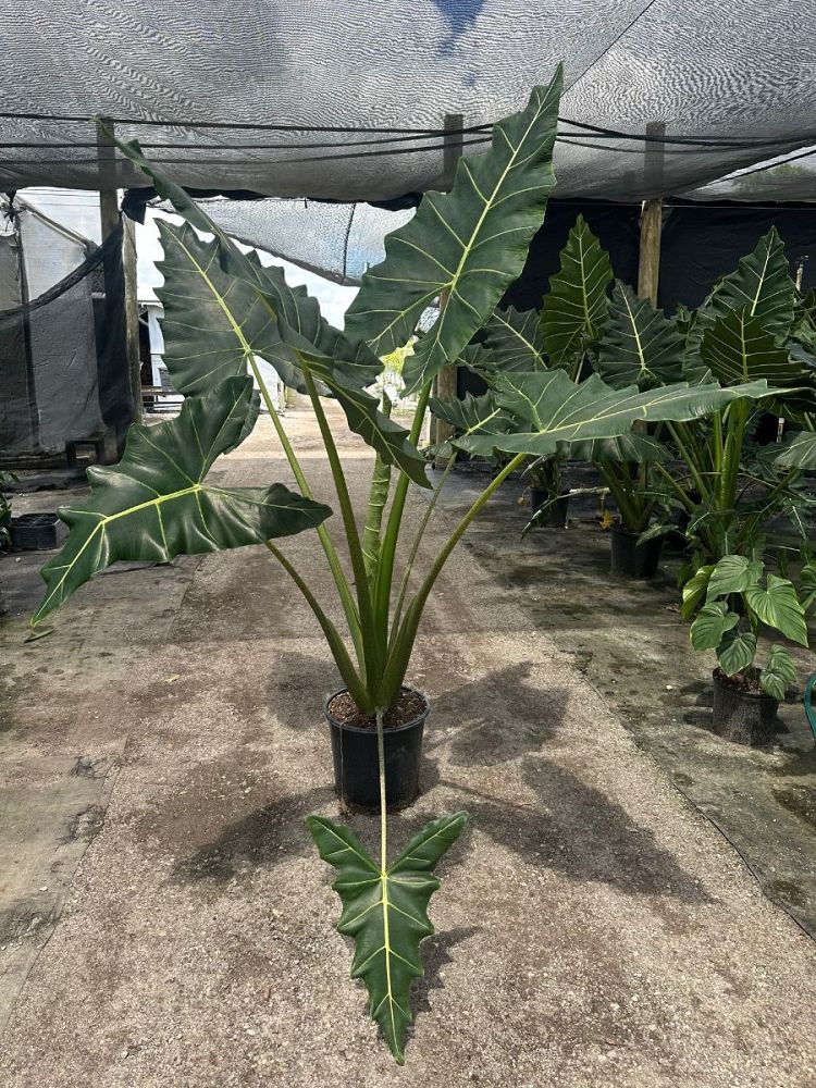 alocasia-sarian-elephant-ear