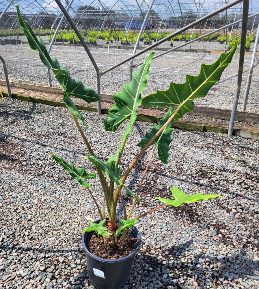 alocasia-sarian-elephant-ear