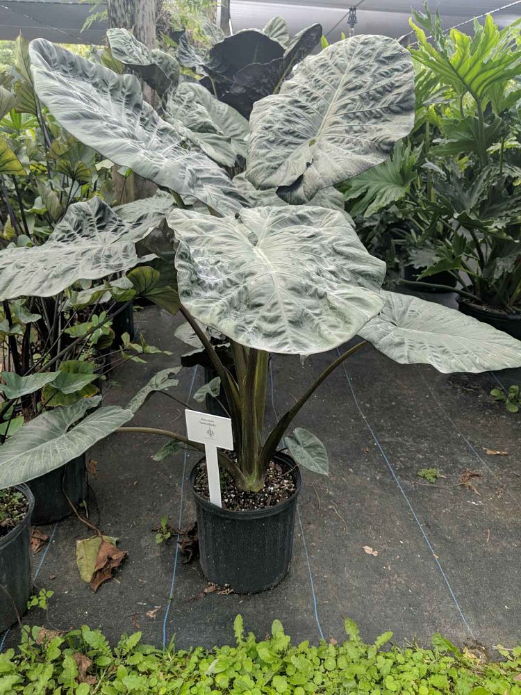 Redland Nursery Plantant Com - alocasia serendipity elephant ear