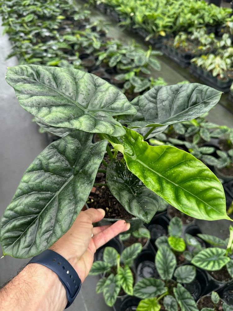 alocasia-sinuata-elephant-ear