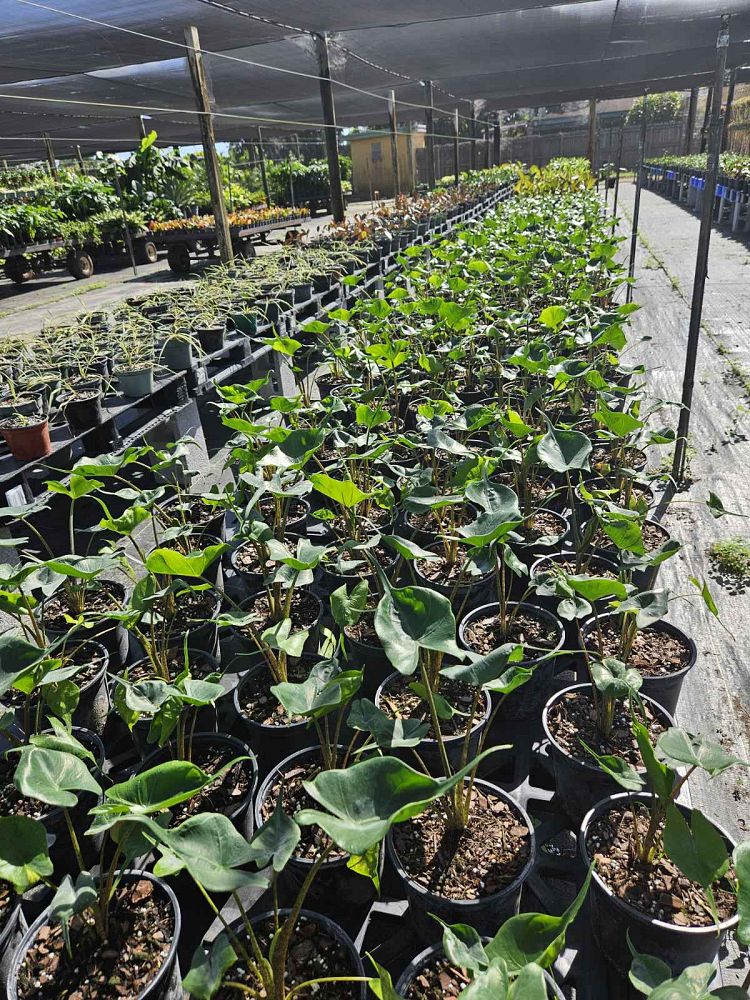 alocasia-stingray-elephant-ear