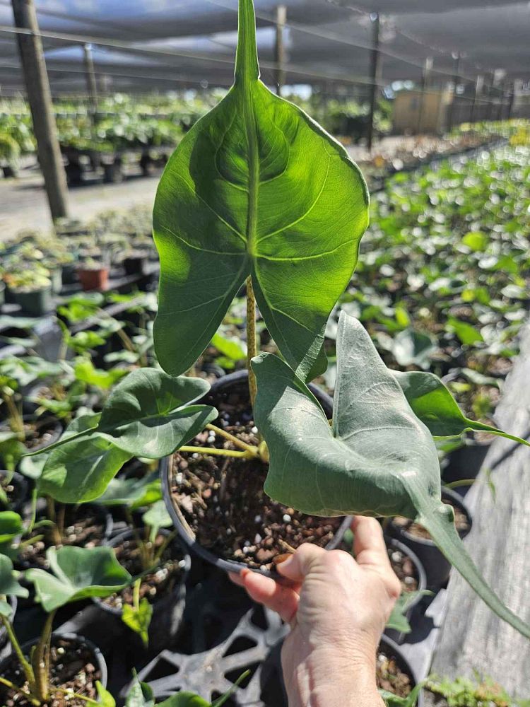 alocasia-stingray-elephant-ear