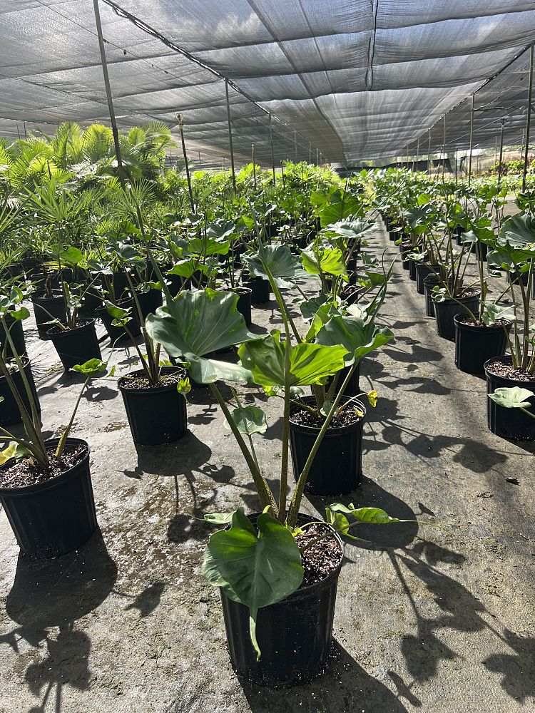 alocasia-stingray-elephant-ear