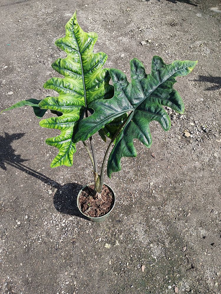 alocasia-sulawesi-jacklyn-elephant-ear