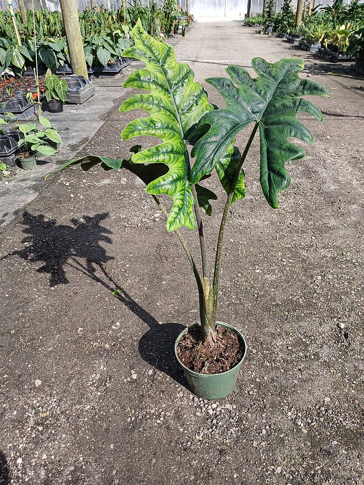 alocasia-sulawesi-jacklyn-elephant-ear