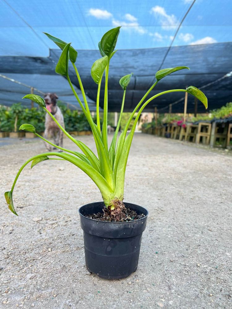 alocasia-tiny-dancers-elephant-ear