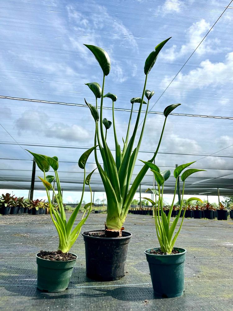 alocasia-tiny-dancers-elephant-ear