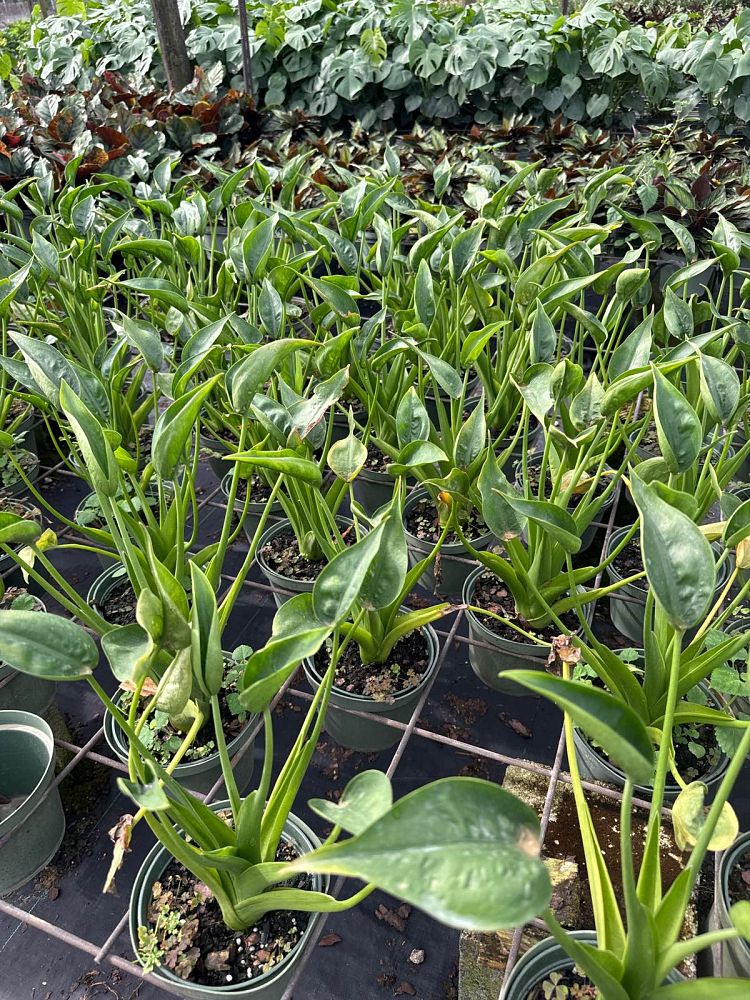 alocasia-tiny-dancers-elephant-ear