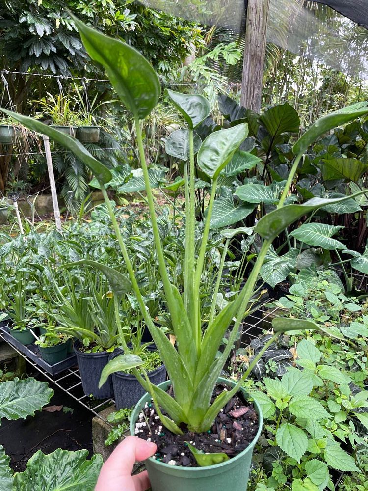 alocasia-tiny-dancers-elephant-ear