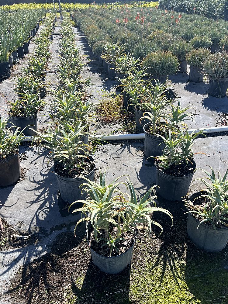 aloe-arborescens-candelabra-aloe