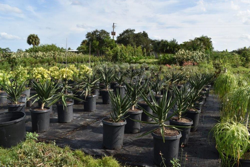 aloe-barberae-x-dichotoma-hercules