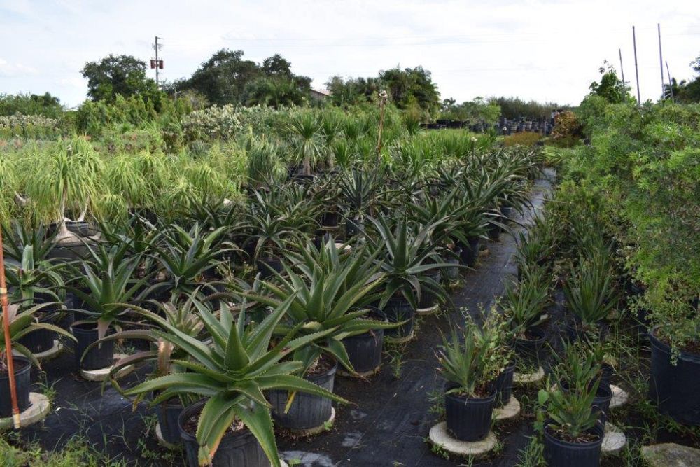 aloe-barberae-x-dichotoma-hercules