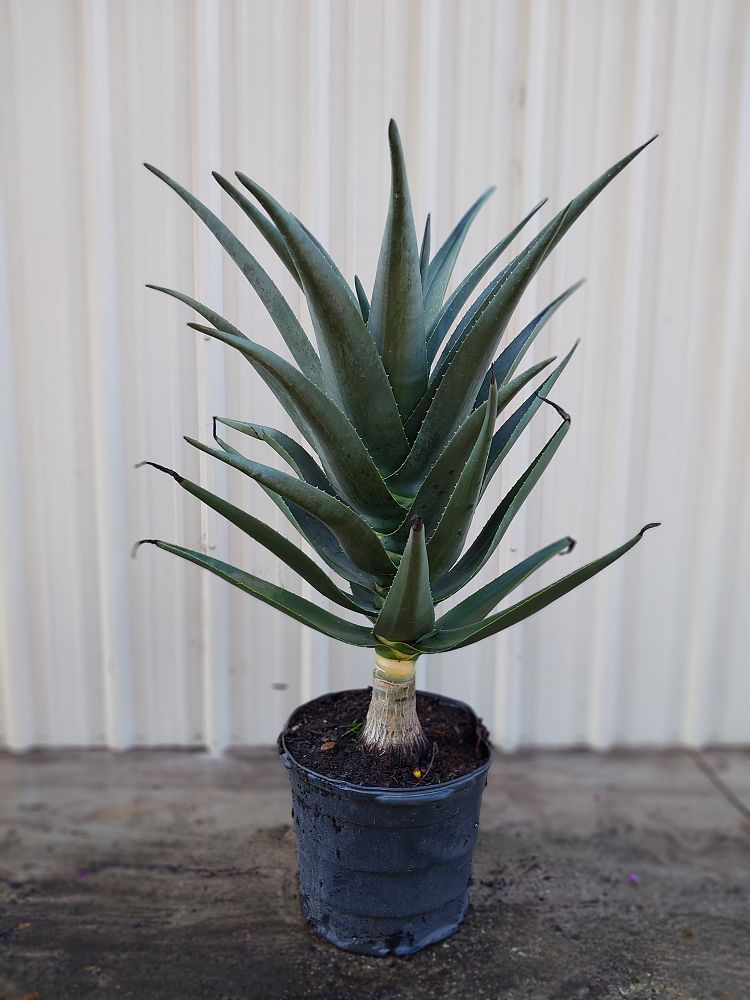 aloe-barberae-x-dichotoma-hercules